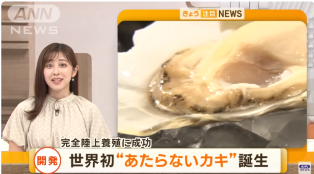【朗報】世界初の「当たらない牡蠣」、ついに爆誕