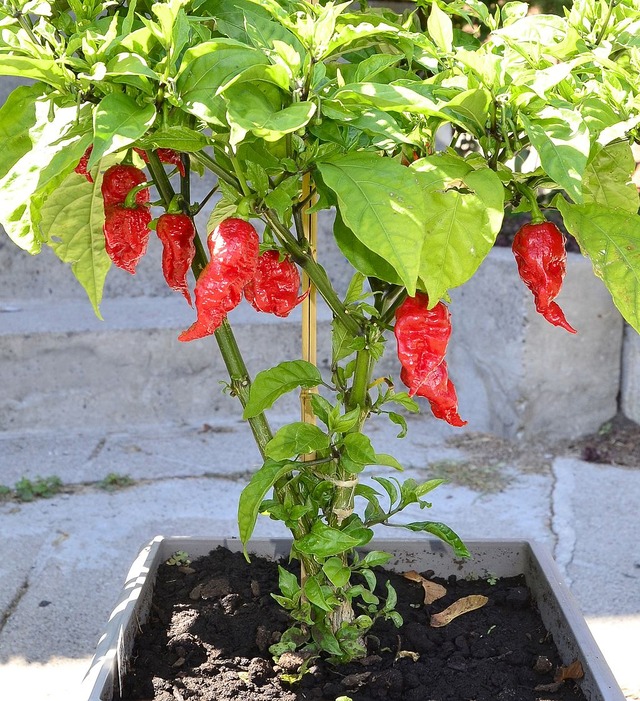 Mature_Carolina_Reaper