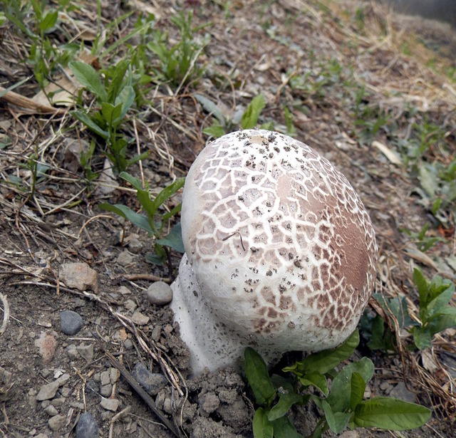 Calvatia_nipponica