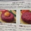 【悲報】生肉ハンバーグ店「※食中毒のリスクを承知の上で食ってください※」