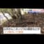 【画像】ベトナム人「日本人はなぜ山に落ちてる鹿食べないですか？」→逮捕